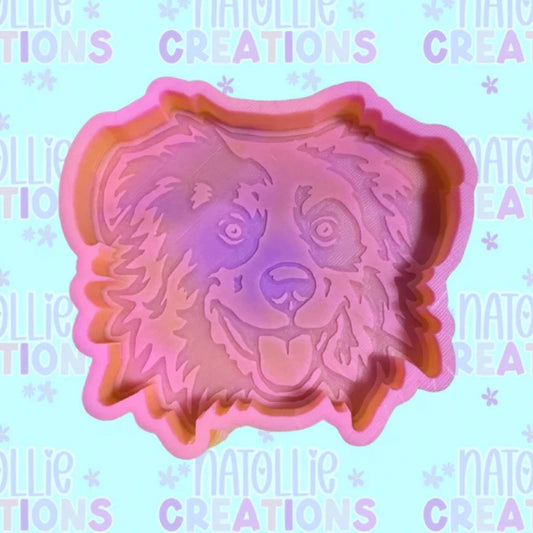 Australian Shepherd - Freshie